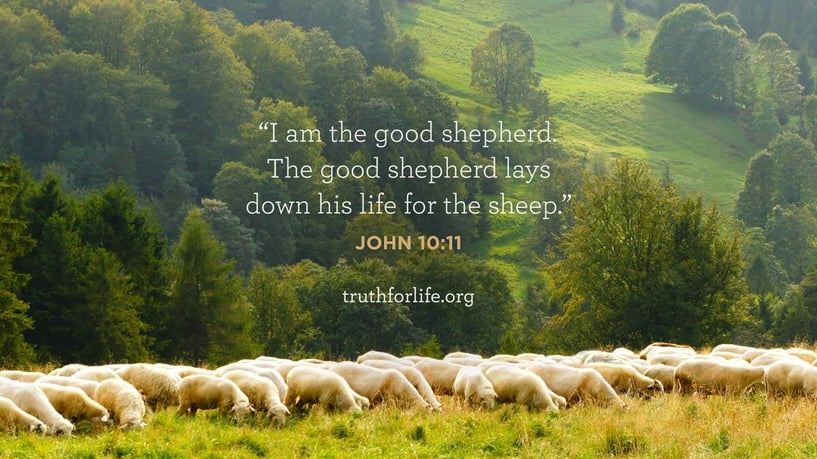 I am the good shepherd. The good shepherd lays down his life for the sheep. - John 10:11